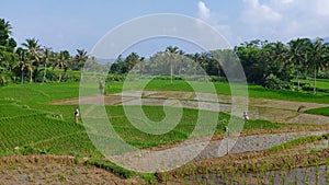 Morning view at ricefield