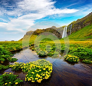 Morning view of Seljalandfoss Waterfall on Seljalandsa river in summer. Colorful sunrise in Iceland, Europe. Artistic style post