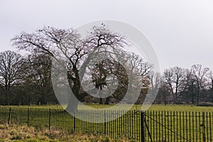 Morning view of  Syon Park