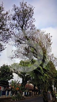 Morning view of the village in central java