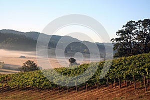 Morning Vineyard