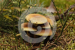 Morning walk in the autumn forest for mushrooms