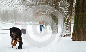 Morning walk four-legged friends their joy snow knows no bounds