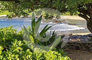 Morning Walk Island Cove Kauai, Hawaii