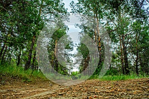 Morning walk through the spring pine forest.