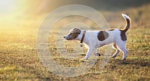 Morning walking - jack russell dog puppy smelling in the grass