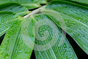 Morning water dew drops on the green bamboo leaf. water raindrop on bamboo leaves in the forest in the rain season. nature