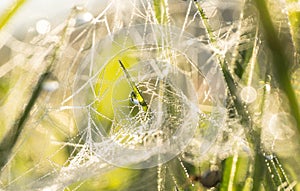 The morning water drop surrounded by a spider net in a summer grass.