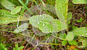 Morning water droplets on green summer leaves