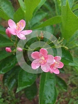 Morning water droplets in Peregrina