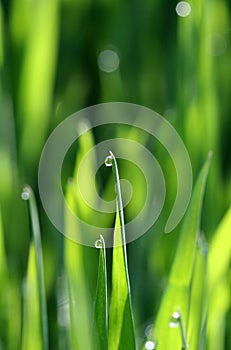 Morning waterdrops on a grass