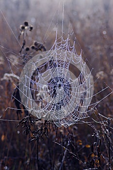 Morning Web