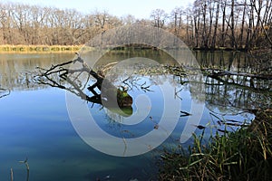 Morning on wild lake in forest