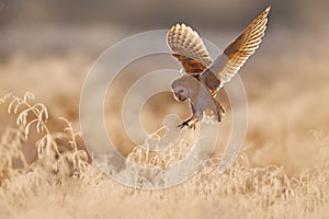 Morning Wildlife - owl from United Kingdom. Hunting Barn Owl, wild bird in morning nice light. Beautiful animal in the nature