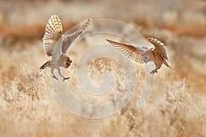 Morning Wildlife - owl from United Kingdom. Hunting Barn Owl, wild bird in morning nice light. Beautiful animal in the nature