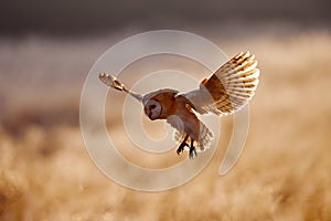 Morning Wildlife - owl from United Kingdom. Hunting Barn Owl, wild bird in morning nice light. Beautiful animal in the nature