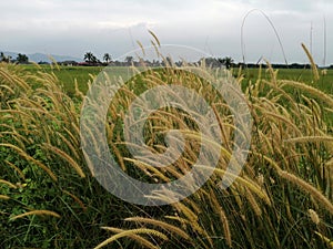 Morning winds near paddyfield