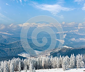 Morning winter calm mountain landscape with beautiful fir trees on slope (Kukol Mount, Carpathian Mountains, Ukraine