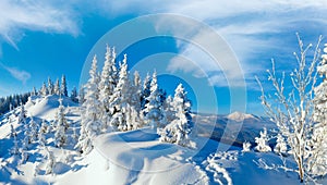 Morning winter calm mountain landscape with fir trees on slope Carpathian Mountains, Ukraine