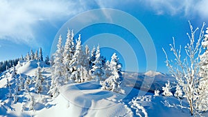 Morning winter calm mountain landscape with fir trees on slope (Carpathian Mountains, Ukraine