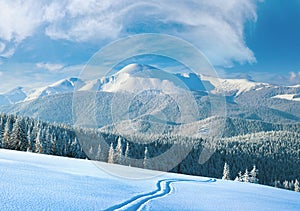 Morning winter calm mountain landscape with ski track and coniferous forest on slope Goverla view - the highest mount in