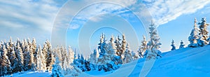 Morning winter calm mountain panorama landscape with fir trees on slope (Carpathian Mountains, Ukraine