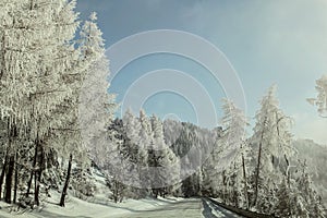 Morning on winter forest road, trees on the side lit by sun, covered by white rime frost.