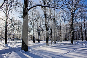 Morning winter frosty landscape in the park. Winter landscape. Severe frost, snowy trees, sunny weather. Beautiful