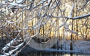 A morning winter landscape at a small lake with snow-covered branches and small drops of ice
