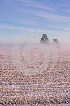 Morning winter landscape. Snow trees and frosty fog on the field.