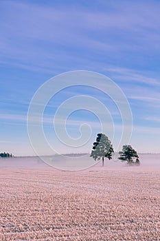 Morning winter landscape. Snow trees and frosty fog on the field.