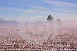 Morning winter landscape. Snow trees and frosty fog on the field.