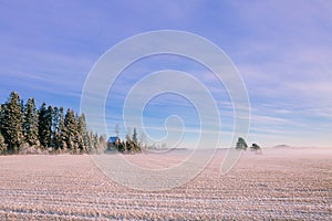 Morning winter landscape. Snow trees and frosty fog on the field.