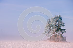 Morning winter landscape. Snow trees and frosty fog on the field.