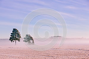 Morning winter landscape. Snow trees and frosty fog on the field.