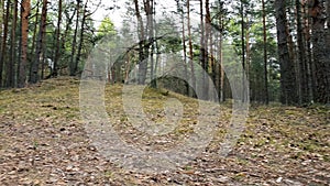 Morning workout - young woman running at forest trail