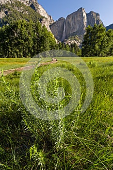 Morning of Yosemite Falls