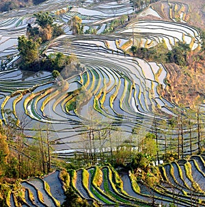 Morning of YuanYang Rice Terrace