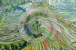 Morning of YuanYang Rice Terrace