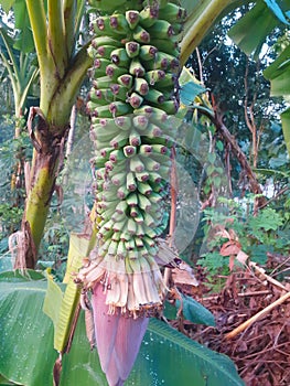 Moro Sewu banana type. What& x27;s unique is that this banana can produce many bunches in one fruit.