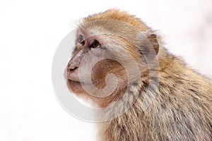 Morocan monkey