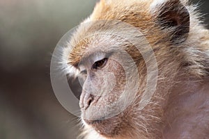 Morocan monkey