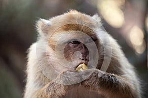 Morocan monkey