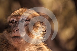 Morocan monkey