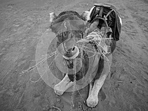 Moroccan camel chewing, Camelus dromedarius, in the Sahara