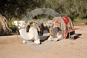 Moroccan camels sat on ground