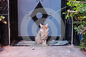 A Moroccan cat sits on a rag rug in front of the door. Marrakech, Morocco, Africa