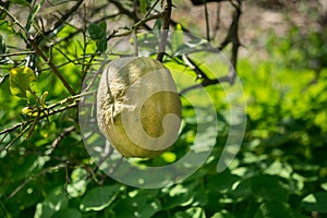 Moroccan citron Etrog growing at moshav`s greenhouse photo