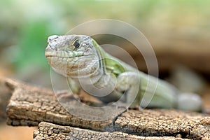 Moroccan eyed lizard - Timon tangitanus.