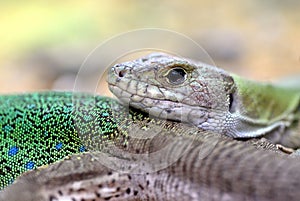 Moroccan eyed lizard - Timon tangitanus. Lizard in the family Lacertidae. photo